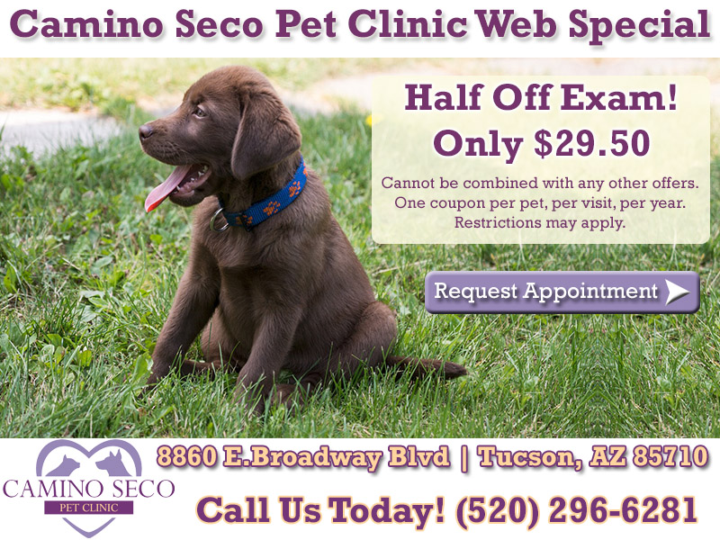 Camino Seco Pet Clinic Web Special