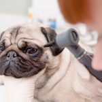 routine vet visit why is it so important